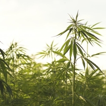 The Hemp CBD Revolution Provides Farm Bill Compliant Hemp! by Boom Enterprise & Associates