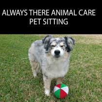 Professional Pet Sitting by Always There Animal Care