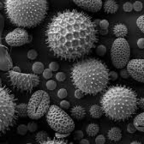Mold Testing by 1st American Home Inspections
