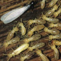 Termite Inspections by 1st American Home Inspections