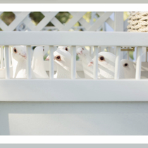 White Dove Releases by Southern California White Dove