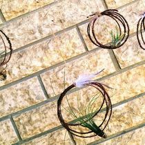 Plants: succulents, air plants, tropicals & flowering by Lumsden Florist etc.