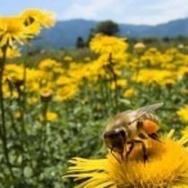 Cross-Pollination and Convergence by The Communication Studio LLC