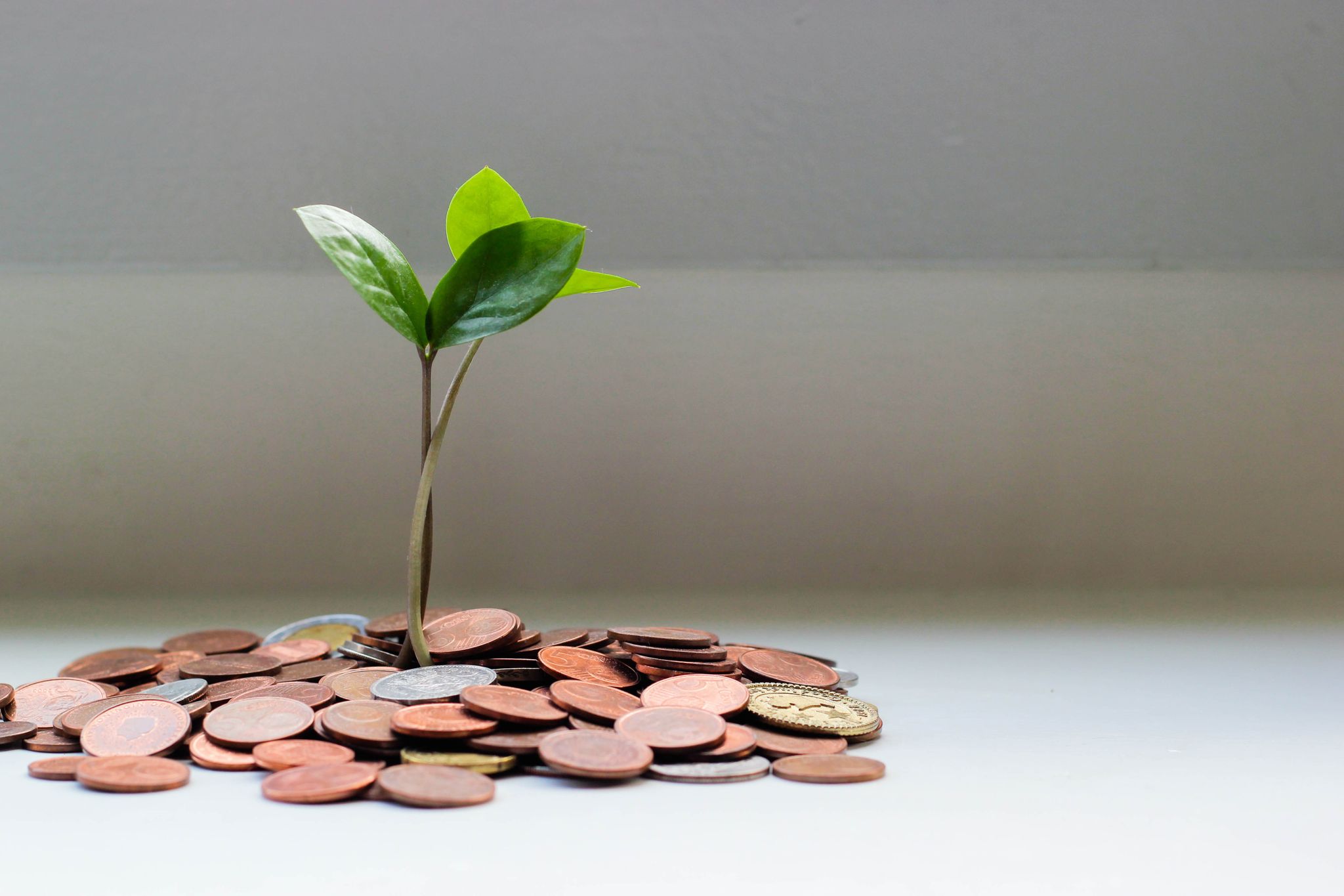 green plant coming out of pile of change financial growth for small businesses