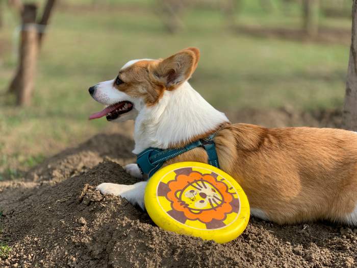 corgi laying outside with frisbee