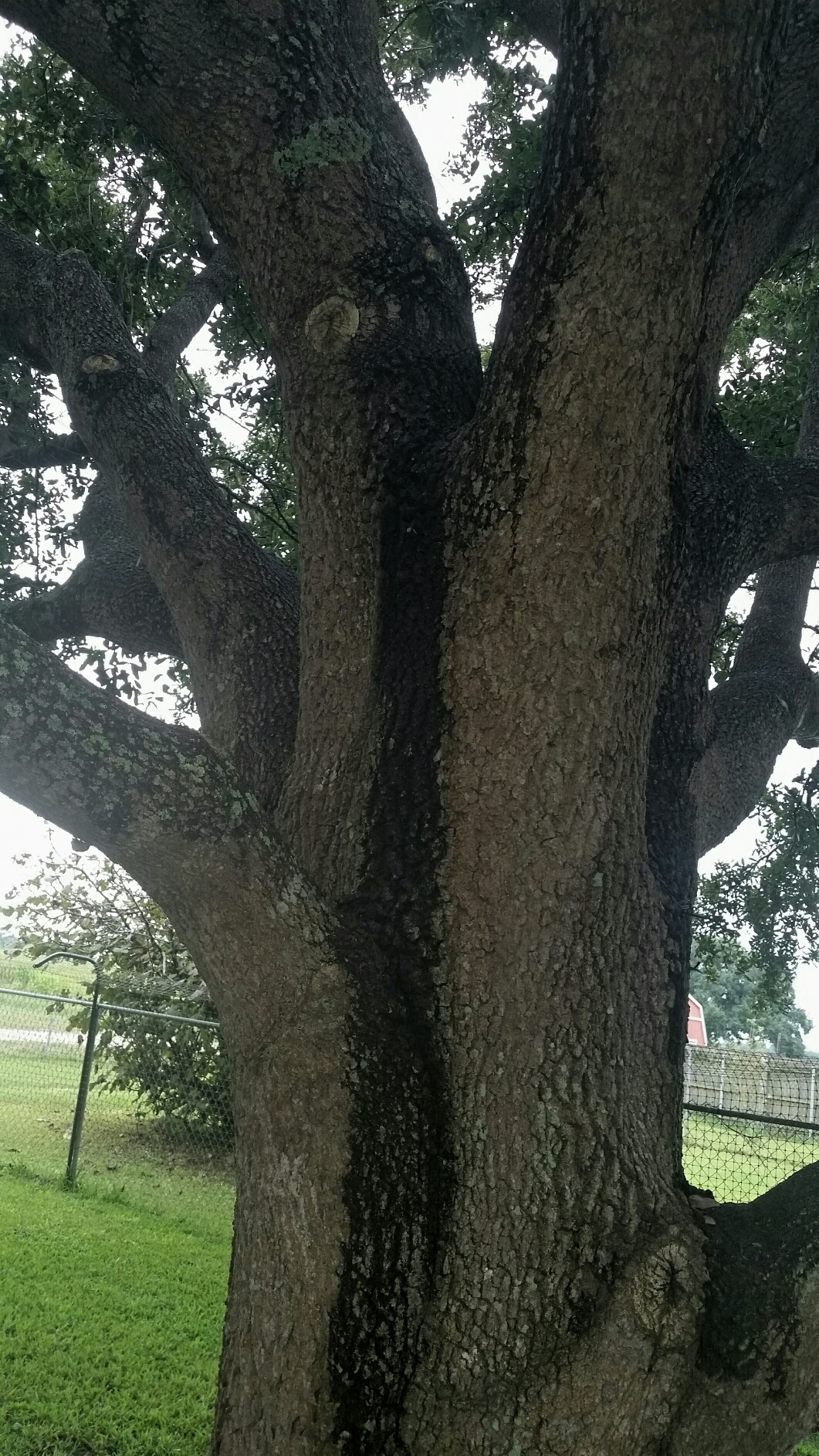 Can Any Landscapers or Arborist Tell Us What Is on Our Trees? - Alignable