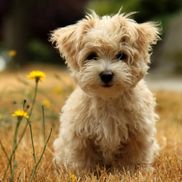 Dorothy Chiu from Dorothy Chiu Counselling