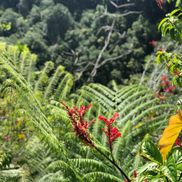Hawaiʻi Small Business Development Center from East Hawaii Small Business Development Center