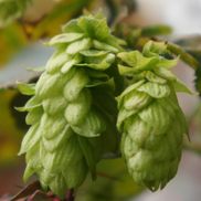 Francoise Briet from Malty And Hoppy Delicacy