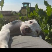 Holly Getzfreid from Wyoming Pit Bull Post Rescue
