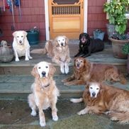 Alice Mayn from Lily's Legacy Senior Dog Sanctuary