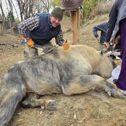 James Rennie from Rennies Horseshoeing LLC