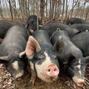 Shannon Jaros from Jaros Family Farm TN