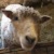 Hilltop Farm & Fiber Arts