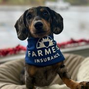 Nicole Dentone from Farmers Insurance - Daniel Dentone