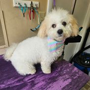 Peace of Mind Pet Boarding and Grooming 