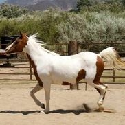 Heidi Cameron from Worlds Alive Equine