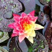 Lisa Oren from Landvista Aquascapes