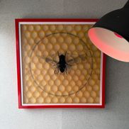 Joan Belmar from Joan Belmar