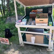 Amilia Kiesman from Our Quirky Homestead