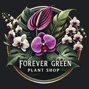 Connor Budz from Forever green plant shop