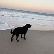 Ariana Finkelstein from Melbourne Beach Animal Hospital