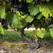 Chris Zacchia from Vignoble Côte De Vaudreuil