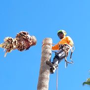 Family Tree Trimming LLC