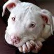 Megan Alexander from Common Sense Behavior Services