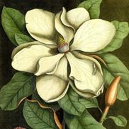 Wendy Taylor from Magnolia Petal Accommodation . Gallery and Gardens