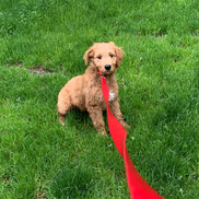 So lucky clearance farms goldendoodles