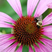 Carol Cangiano from Carol P. Cangiano