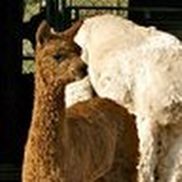 Kathleen Callan from Zena Suri Alpacas