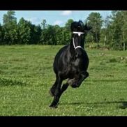 Lynn Cassels-Caldwell from Horsephotos