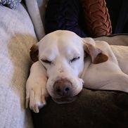 Shauna Lucibello from Shauna Lucibello Photography