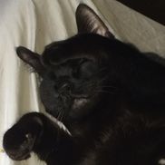 Carol Lively from Rice University