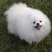 Burnette's Exclusive Pomeranians