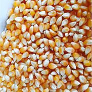 Brian Engstrom from Colorado Jack Popcorn