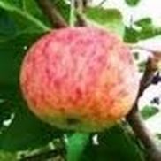 Alvena Markland from A & D Systems,