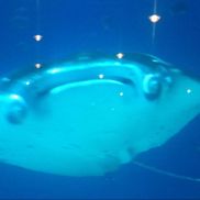 Gary Scott from CLEANRITE SERVICES ATL INC  LOGISTICS