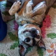 Chris Ormsby from Fine Homes Painting