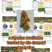 Joe Hazle from Genesis Organics LLC