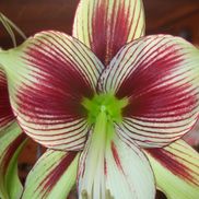 Alexis Deruisseau from Fresh Start Floral Design and Gifts, LLC