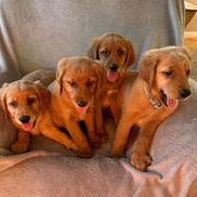 Sherrie Hadley from Goldens and Coons