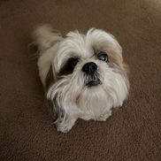 Celenia Ter from NuVet Labs