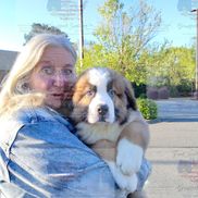 Michelle Hudson from Paws Across America Transport Services LLC