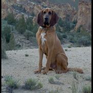Paula Cudd from Precision K-9