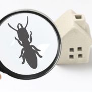 Jose Diaz from Global Termite Solutions