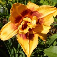 Roger Higgins from Roger's Backyard Nursery