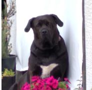 Michelle Savarie from Aces Stash Canine Canna Cookies